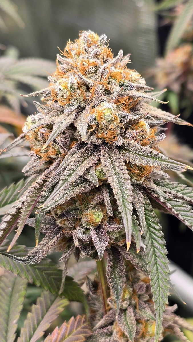 MINNESOTA MARIJUANA tweet media