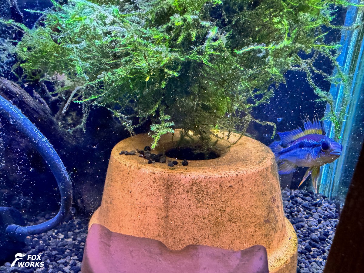 aquafox123's tweet photo. おはようございます。
最近アクア出来てなくて低浮上です。
ビタエニ水槽お印出ました😌 https://t.co/tOQyX6wG3h