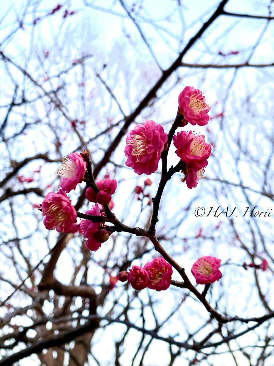 HALHoriiart's tweet image. 紅梅🌸
#flower #nature
#NaturePhotography