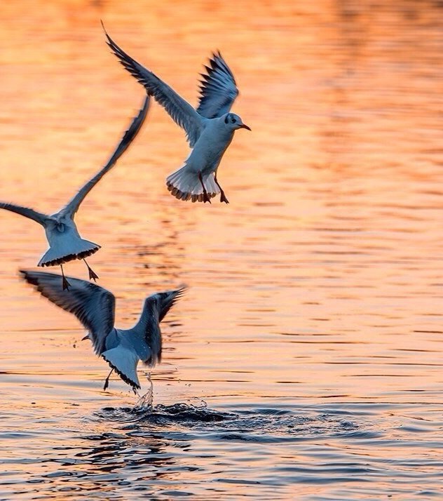 Катерина Галич tweet media