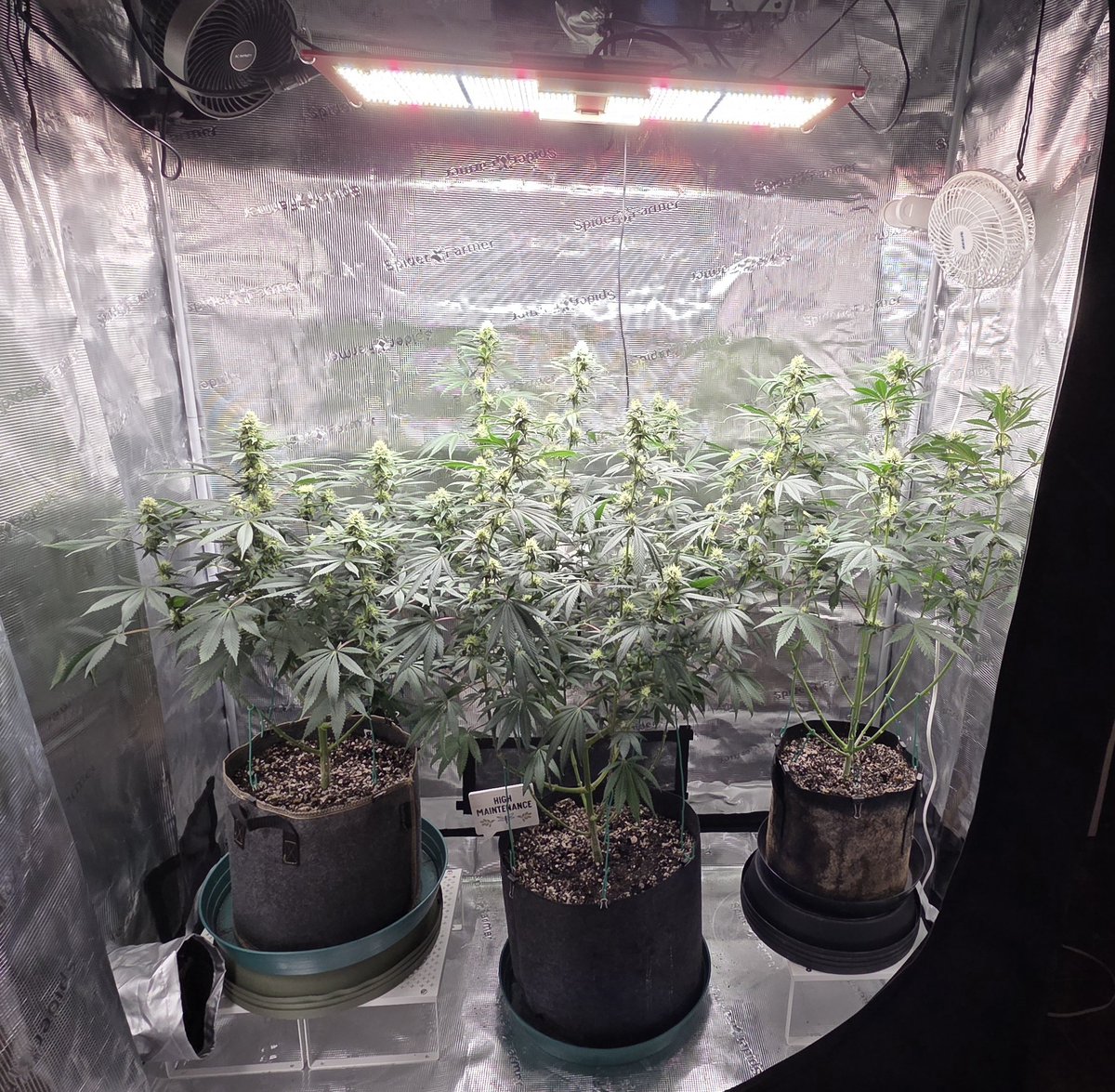 AlienFogMachine's tweet image. 🫐🫐 nearing the end of wk4. Moved the large @ILGMOfficial in 7gal pot directly under the light. No stress, no tip burn &amp;amp; it's got the largest pot so we'll see how those top colas do with 1300ppfd &amp;amp; 82°. Sides are getting 800-900 so no sense in dimming/raising light at 80%