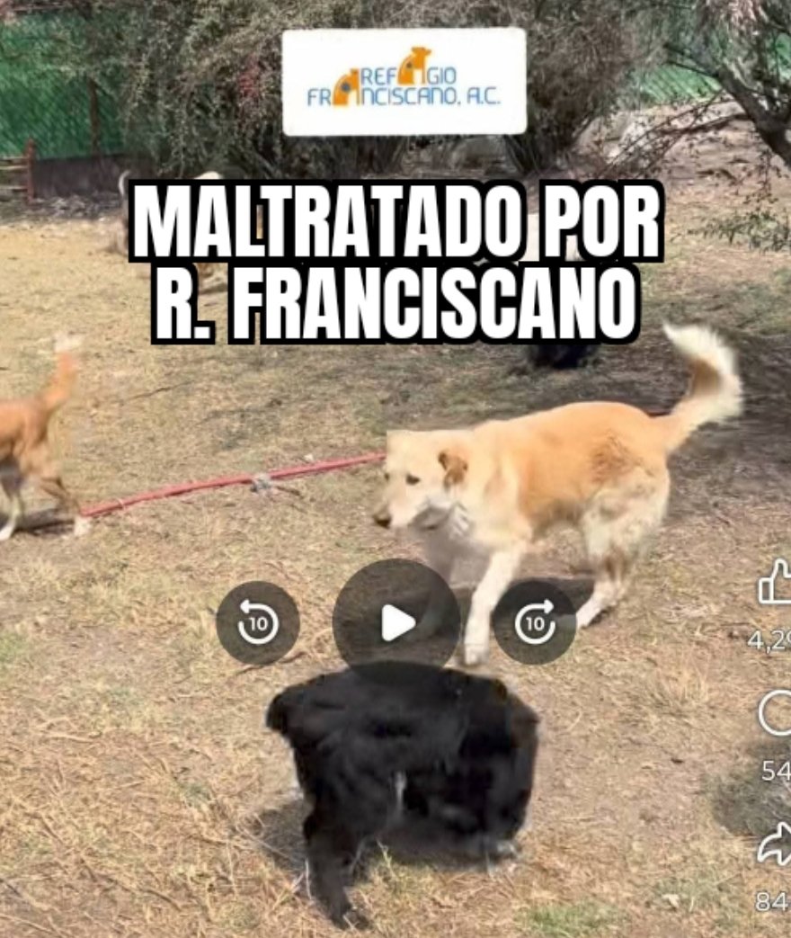LicAnimalista's tweet photo. @craviotocesar @BerthaAlcalde @FiscaliaCDMX @GobCDMX #FiscaliaCriminal @FiscaliaCDMX en su peor momento histórico con @BerthaAlcalde , la gota que derramó el vaso el desalojo de inocentes del refugio Franciscano. #NoFueRescateFueUnaMasacre https://t.co/R69yPXN1US