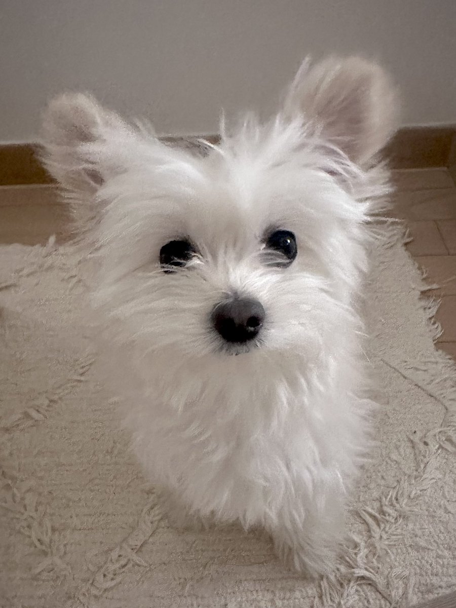 ╭ ◜◝ ͡ ◜◝ ͡ ◜◝ ╮
　잘 잤오..?🤍
 ╰ ◟◞ ͜ ◟ ͜ ◟◞ ╯
          O
           °.