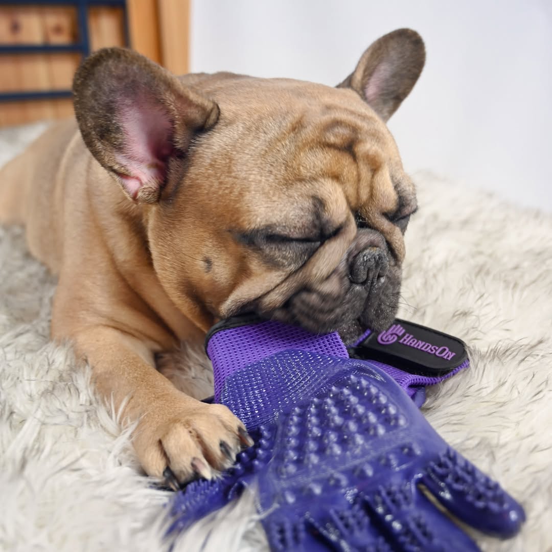 Looking back to January 2024, with Rufus reminding us to take a nice post-#shedding nap, or for us humans, a well-earned end-of-the-week break. 🐶

What plans do you and your #pets have this weekend? Seriously, we'd love to hear in the comments.

📷: instagram.com/pughugsandfren…