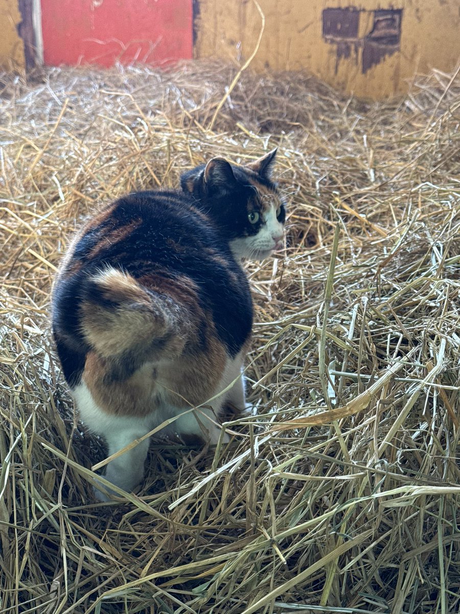 tominafarm's tweet photo. 久しぶりに厩舎でお仕事のミケ氏😾
タクシー使わないんかい😅 https://t.co/GCl2EgOotN