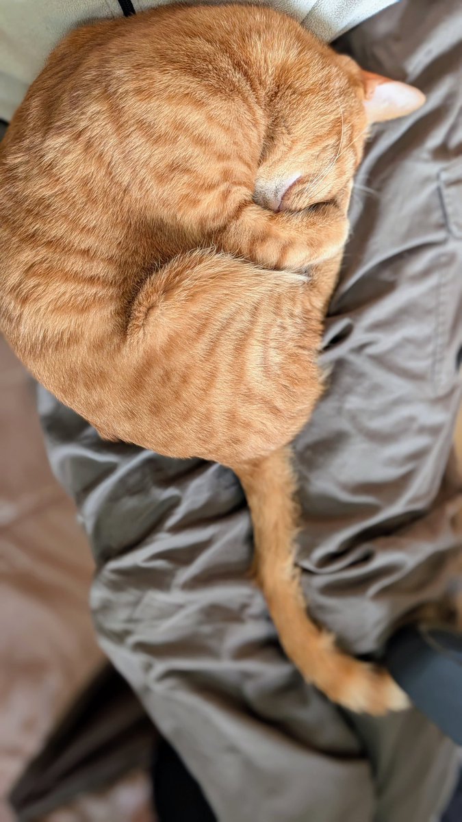 シダの胞子のうみたい