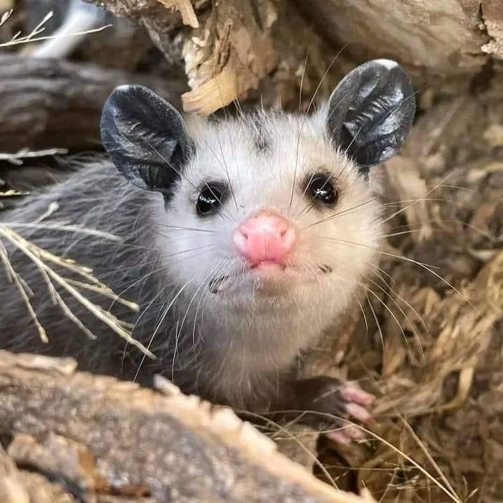 The poss she told you not to worry about.