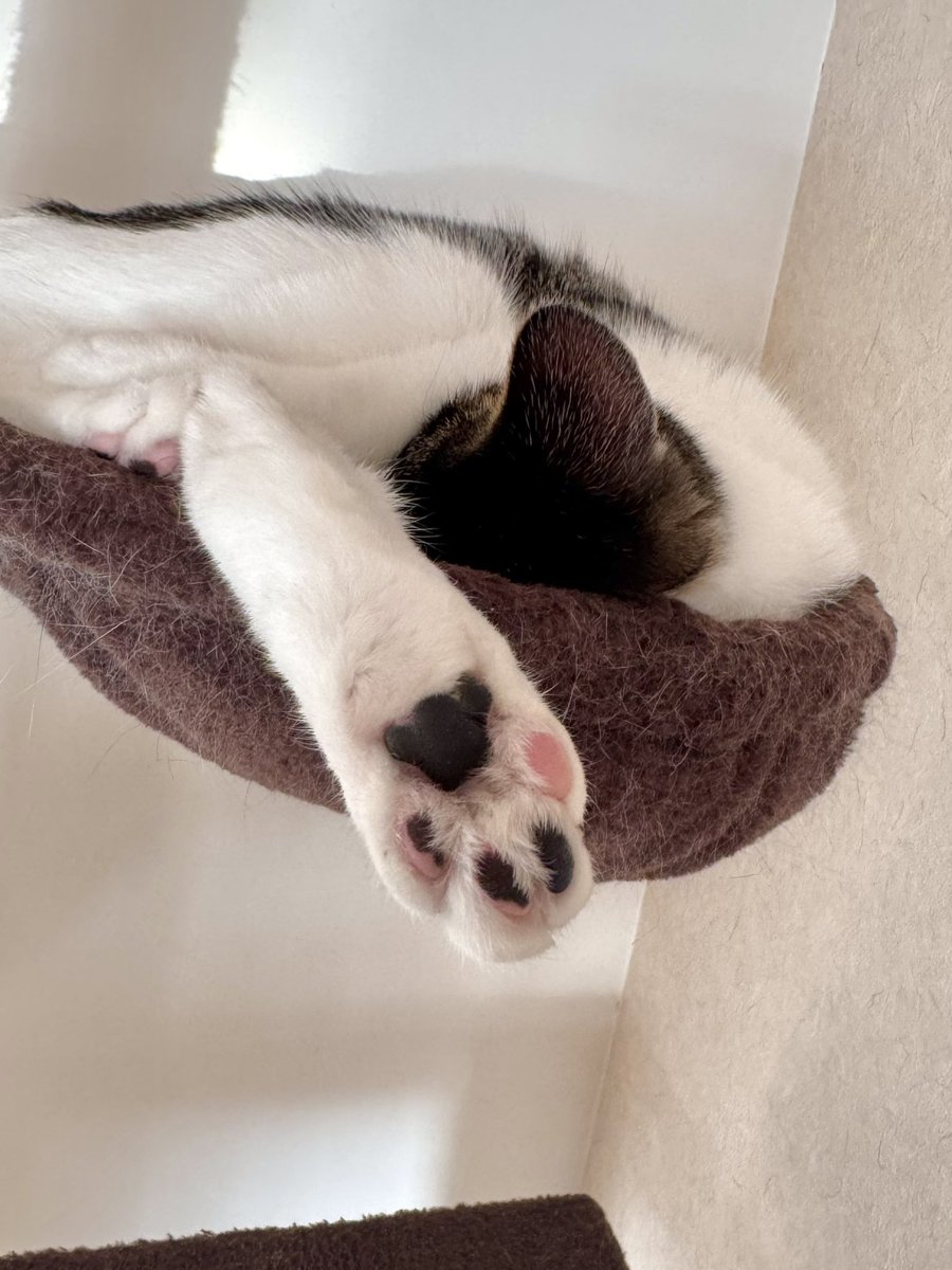 朝の元気に肉球どうぞ🐾