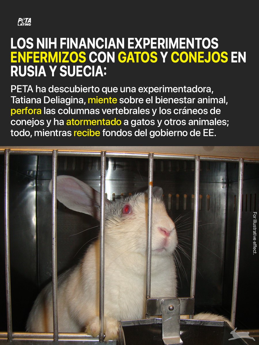 Tatiana Deliagina, una experimentadora extranjera financiada por el gobierno de EE. UU., está mutilando conejos en Suecia y gatos en Rusia. ⚠️
Les cortan la espalda a los conejos, les perforan el cráneo, les implantan electrodos y los dejan sufrir. Los gatos sufren torturas