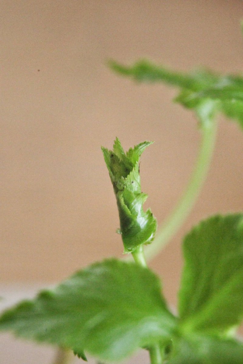 マキマキミツバ君撮ったから見てね。 #ファインダー越しの私の世界