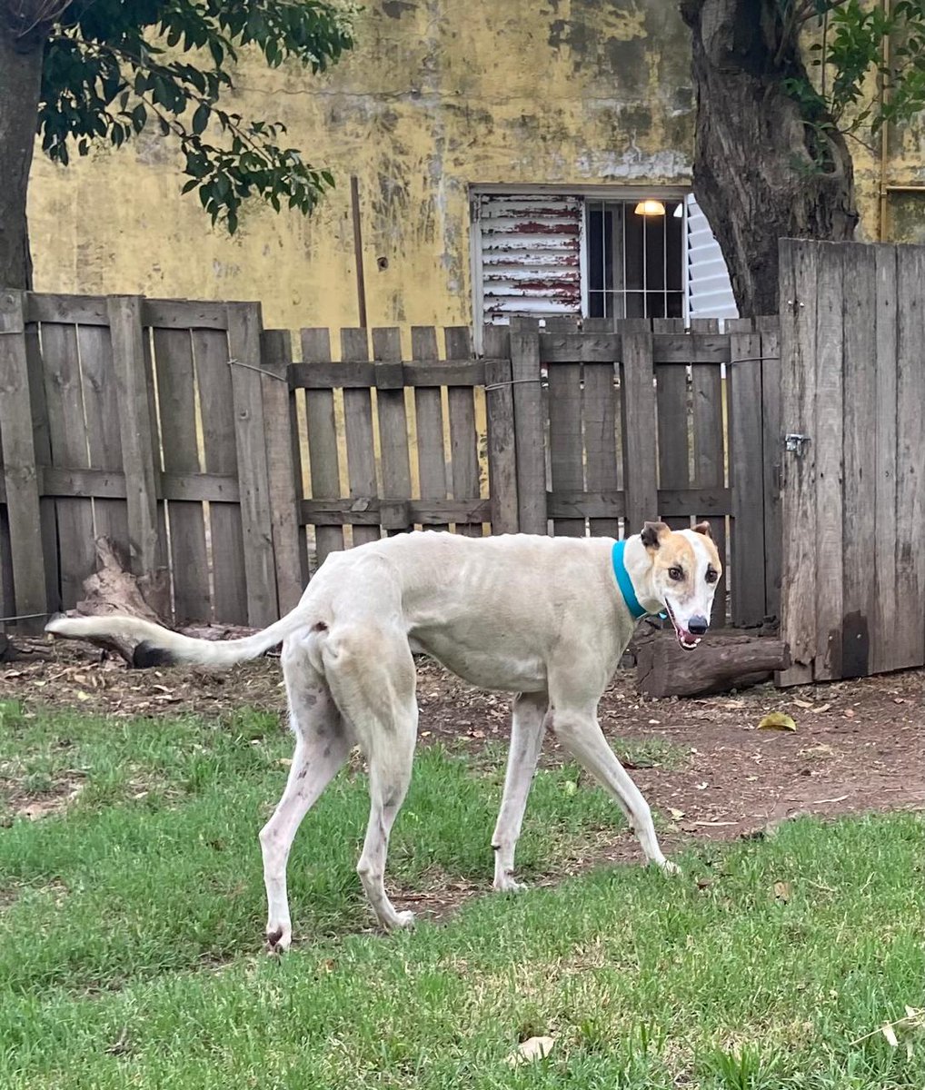 MiradaDeGalgo's tweet image. Enzo! Busca familia! Super activo y juguetón!! 3 años! Se lleva perfecto con perros! Se traslada a bsas!!!