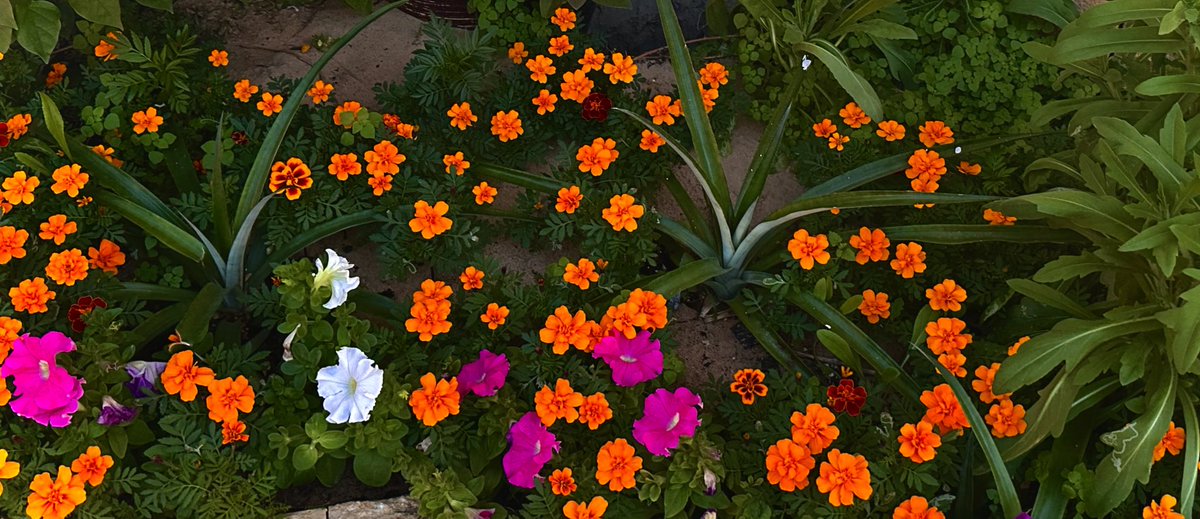 لما اقول اني ماحب البرتقالي ما اقصد برتقالي الطبيعة