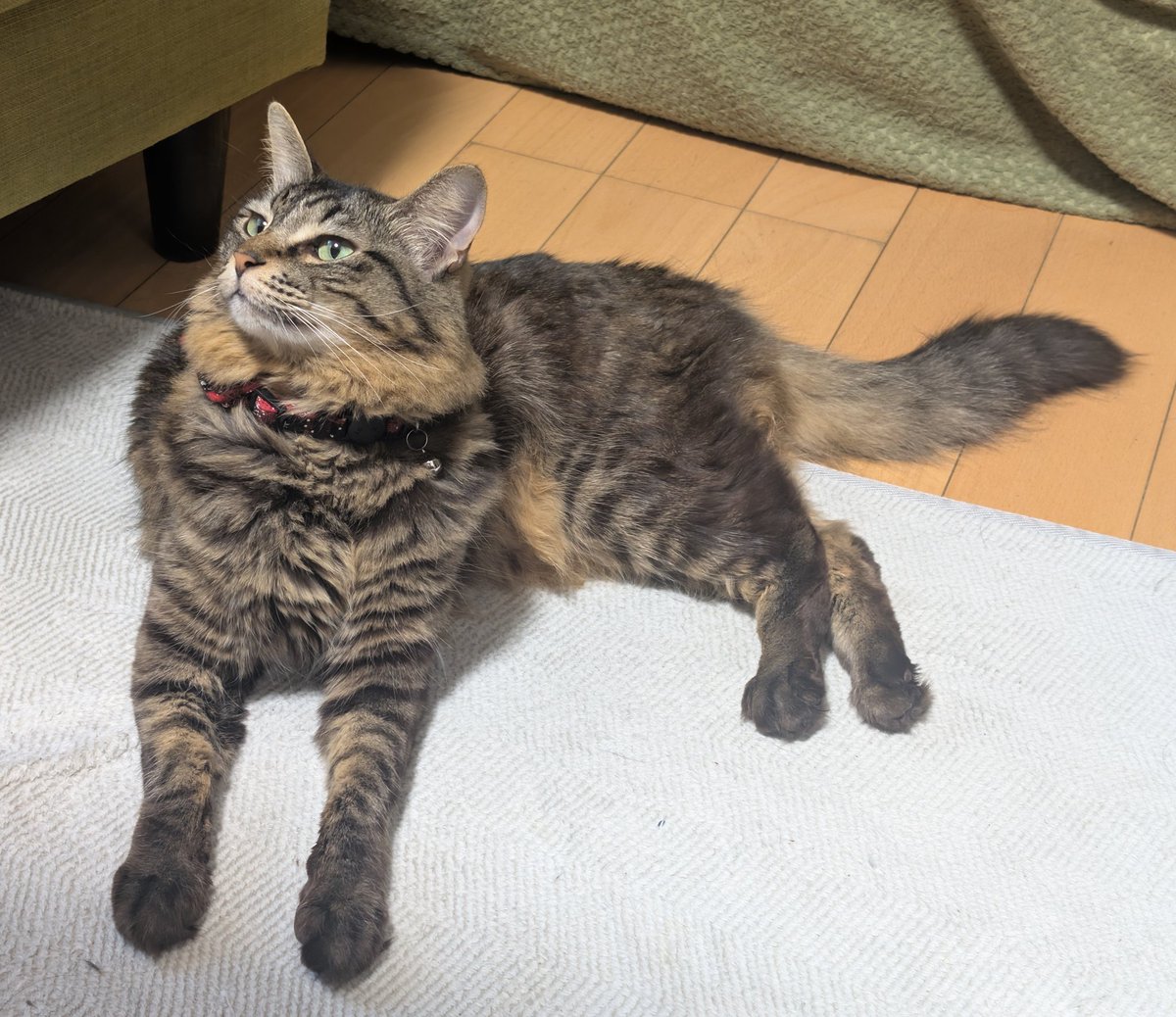 こうして見ると、落ち着いた品のある猫に見えるが⋯𓃠 #ねこ #ねこの