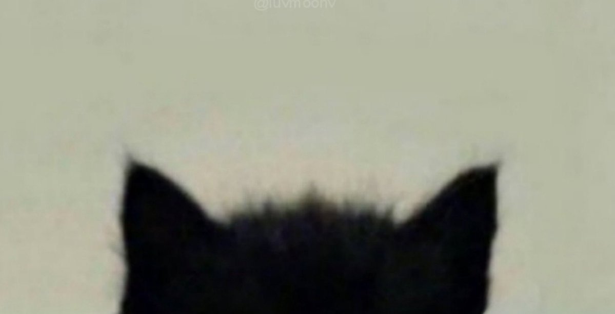 Gh0z0's tweet image. Black                                        ginger
Cat                                            Cat