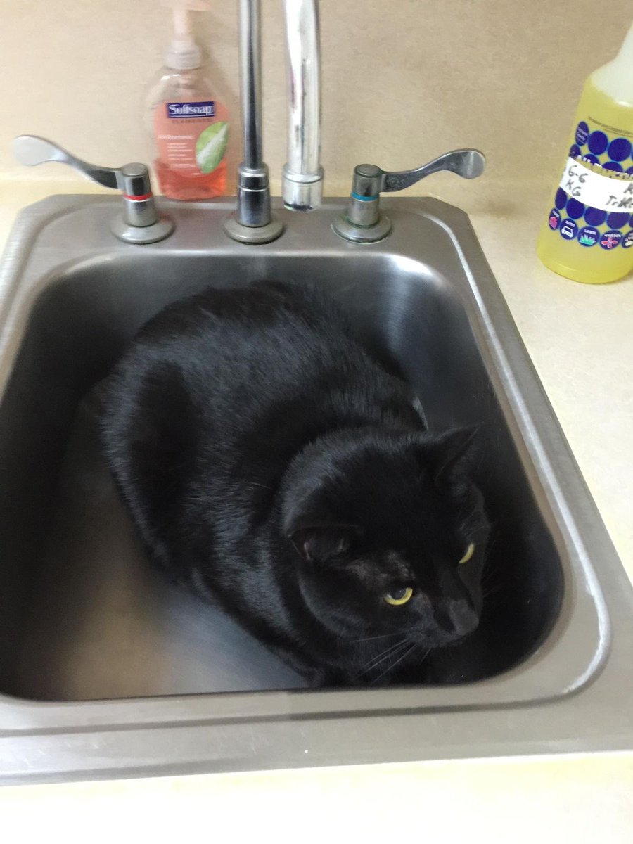 visualscat's tweet image. 