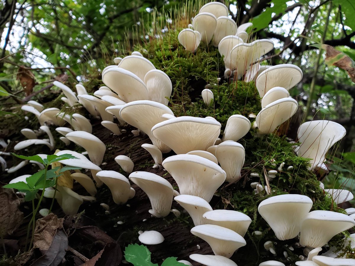 もっちー様 もっちー | シーズン2025 | ストリートファイターリーグ | CAPCOM