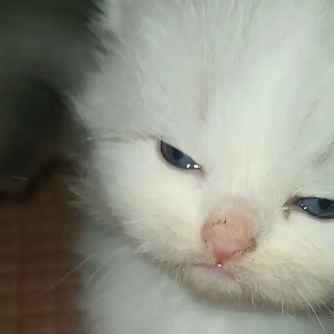 Catsillyness's tweet image. 