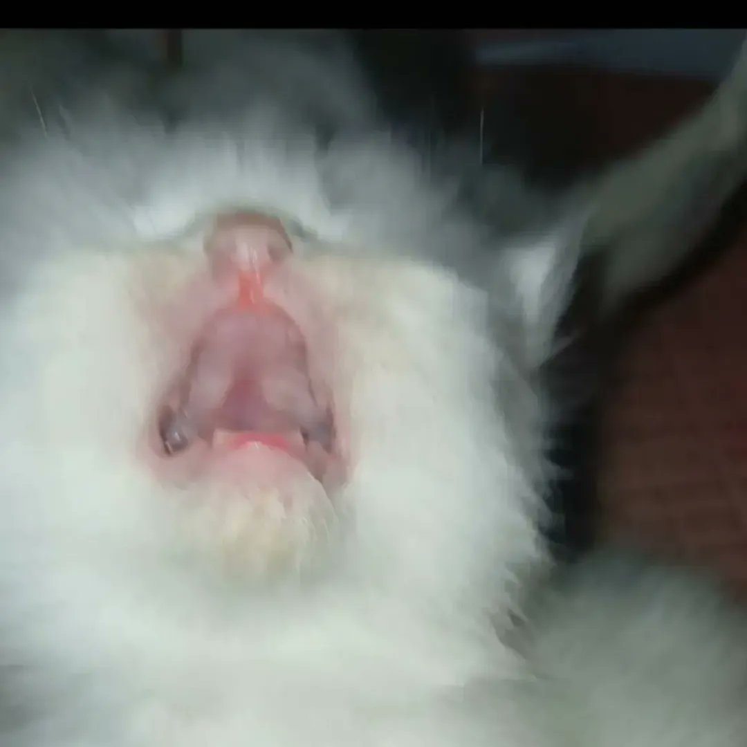 Catsillyness's tweet image. 