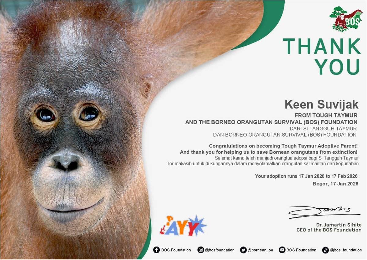 dazzlingtui's tweet image. hello keen! because you called us (seakeendom) as a monkeys, so i decided to adopted orangutan under "Keen Suvijak" name

i made you becoming adoptive parent for "Taymur" hope you love it 🦧🫶🏻

#keenkeno @keenkeno_sp