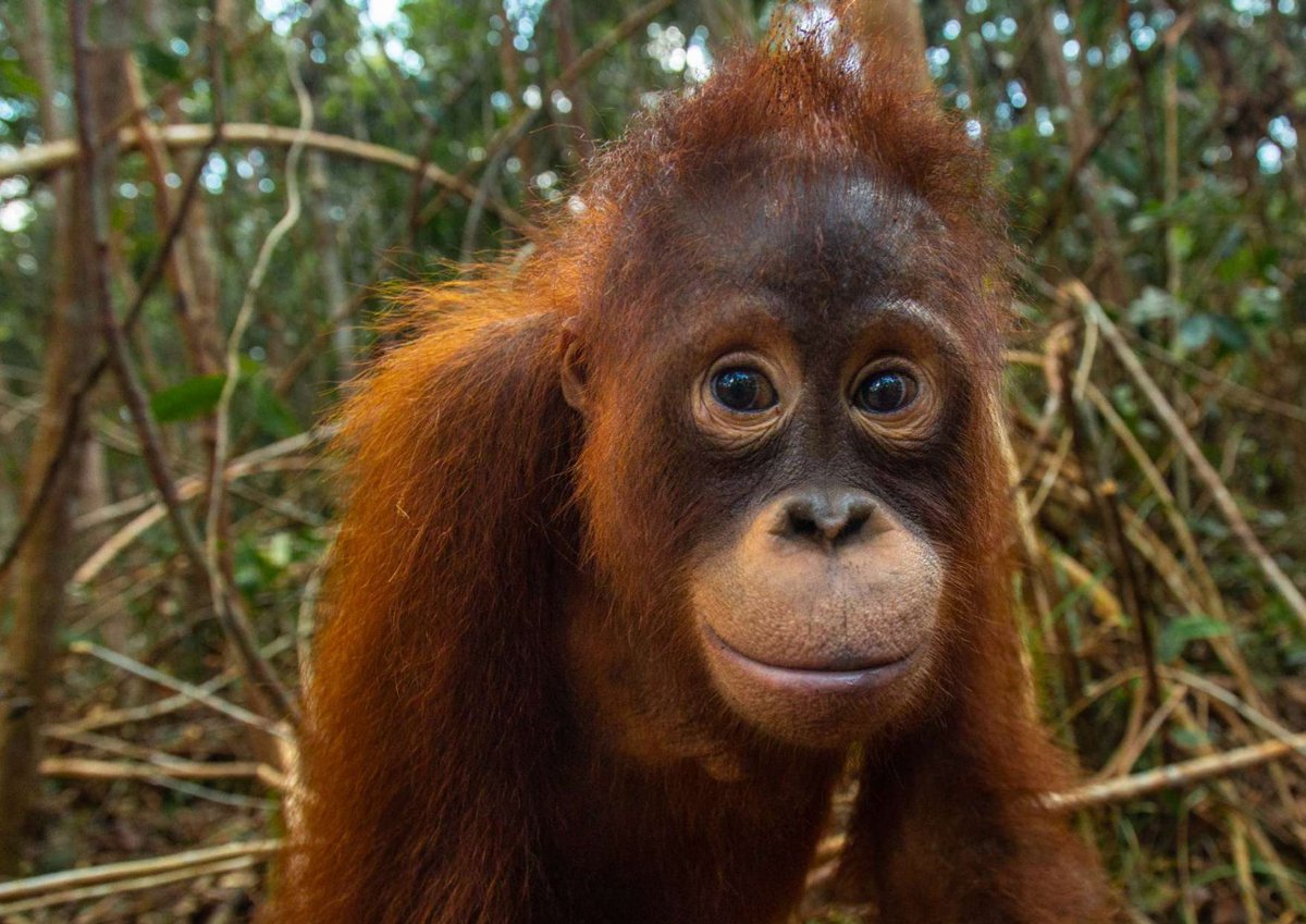 dazzlingtui's tweet image. hello keen! because you called us (seakeendom) as a monkeys, so i decided to adopted orangutan under "Keen Suvijak" name

i made you becoming adoptive parent for "Taymur" hope you love it 🦧🫶🏻

#keenkeno @keenkeno_sp