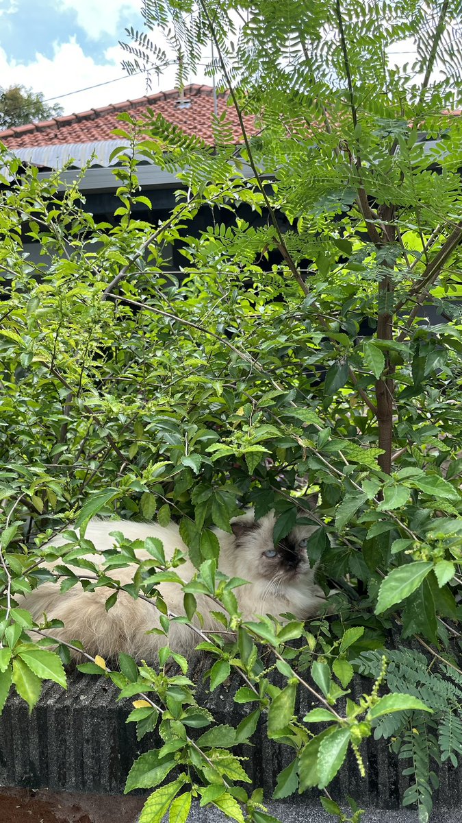 awanarchive's tweet image. bro think he’s invisible