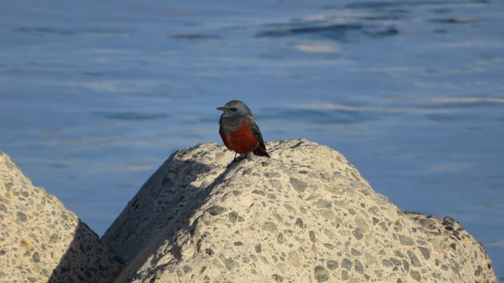 Hawk3330's tweet image. Art of the Day! "Blue Bird". Buy at: ArtPal.com/HawkOren?i=301…