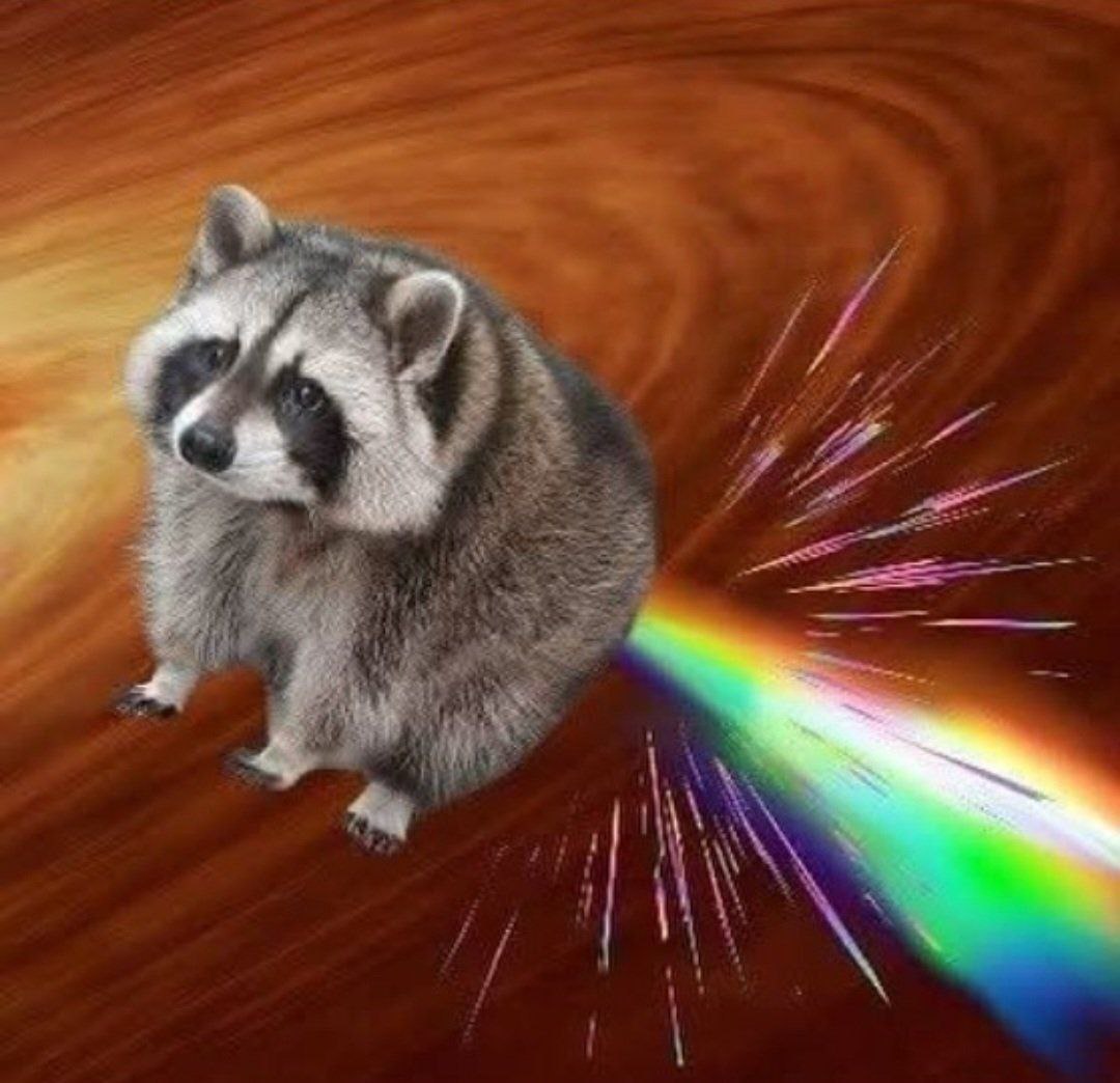 raccoon with confusing auras (@raccoonauras) on Twitter photo 