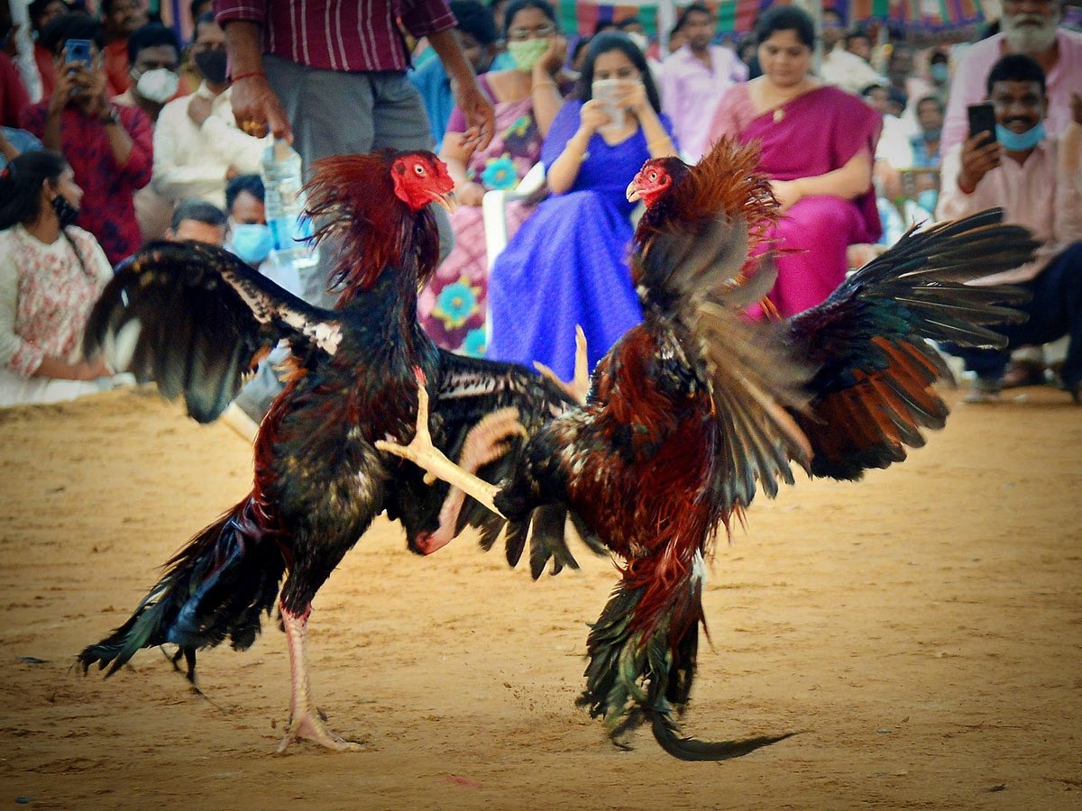 Andhra Nexus tweet media