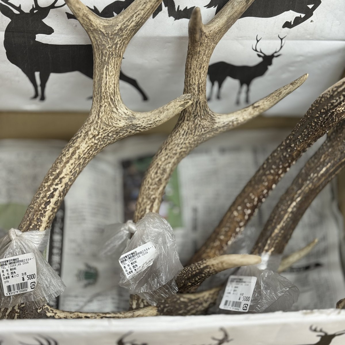 水難の魔除けにもいいらしいですよ。 鹿の角