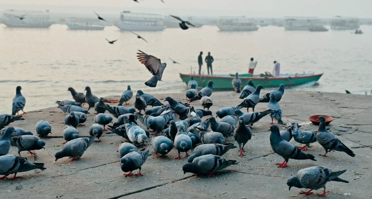 Mahimaa's tweet image. Kashi ❤️