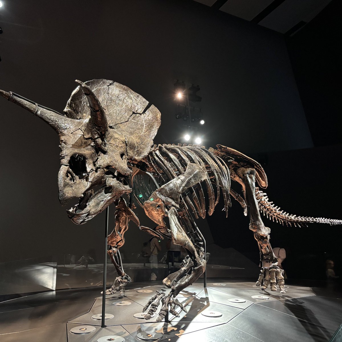 メルボルン博物館のトリケラトプスの化石。世界有数の良好な保存状態