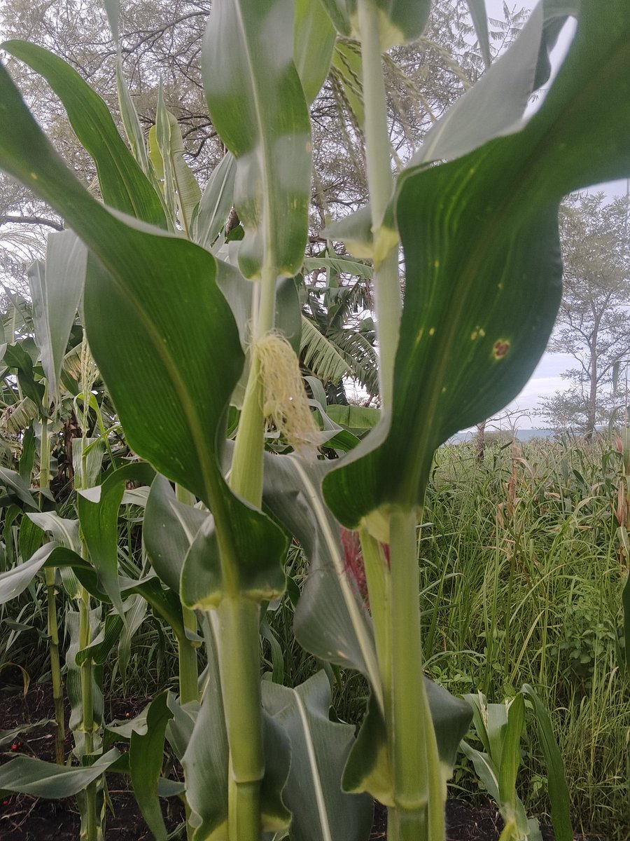 gofund.me/560bb9b1b
:
We are a family of 10 people .This small help will allow us to grow our own food and live with dignity.
If you can help with even part of this, we will be very grateful. Thank you.
<a href="/AnnaRMatson/">Anna Matson</a> <a href="/bjerde_anna/">Anna Bjerde</a> <a href="/elonmusk/">Elon Musk</a> <a href="/Franklin_Graham/">Franklin Graham</a> <a href="/netanyahu/">Benjamin Netanyahu - בנימין נתניהו</a>