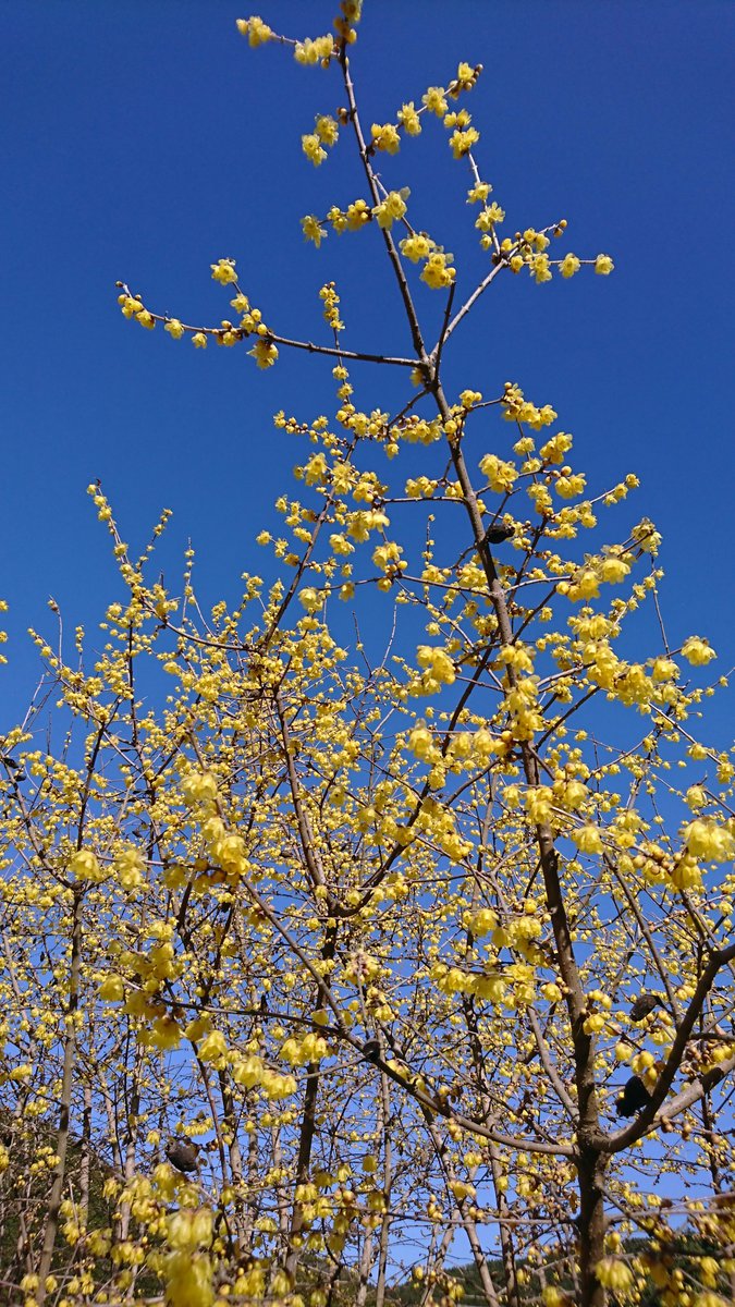 The Robai are in full bloom now, filling the village with their  Heady, sweet scent.

I find they contrast pretty spectacularly against a clear January sky.