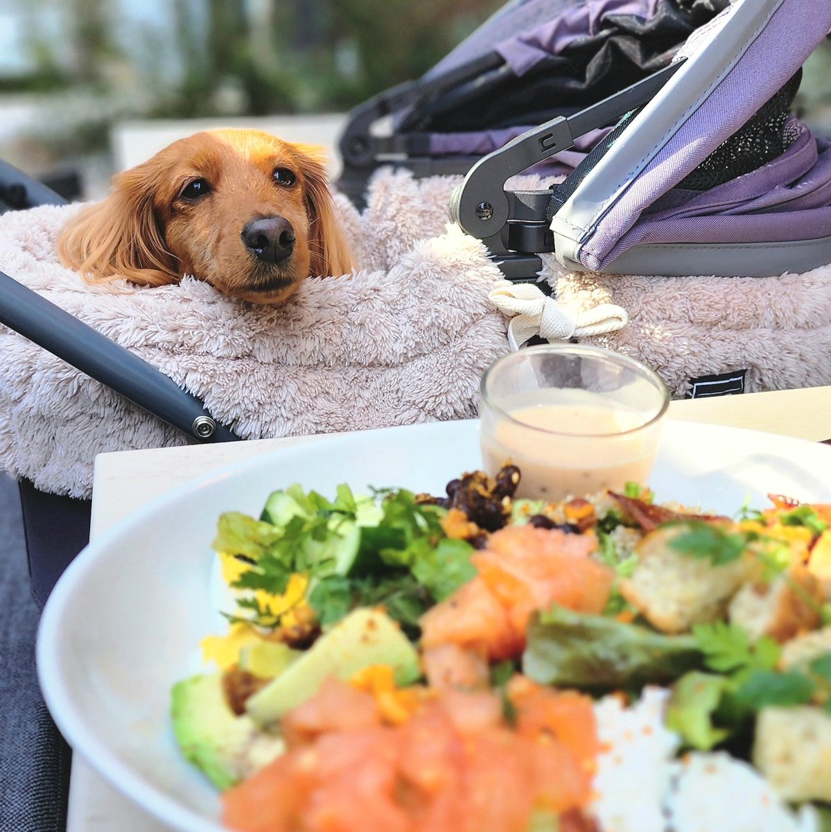 Kai_220112's tweet photo. 今日はボクもいっしょにRHC CAFE 🐾
#犬のいる生活 #ダックスフンド #RHCCAFE #犬用ボウルがオシャレすぎるがちょっと重い https://t.co/milnBxgSes