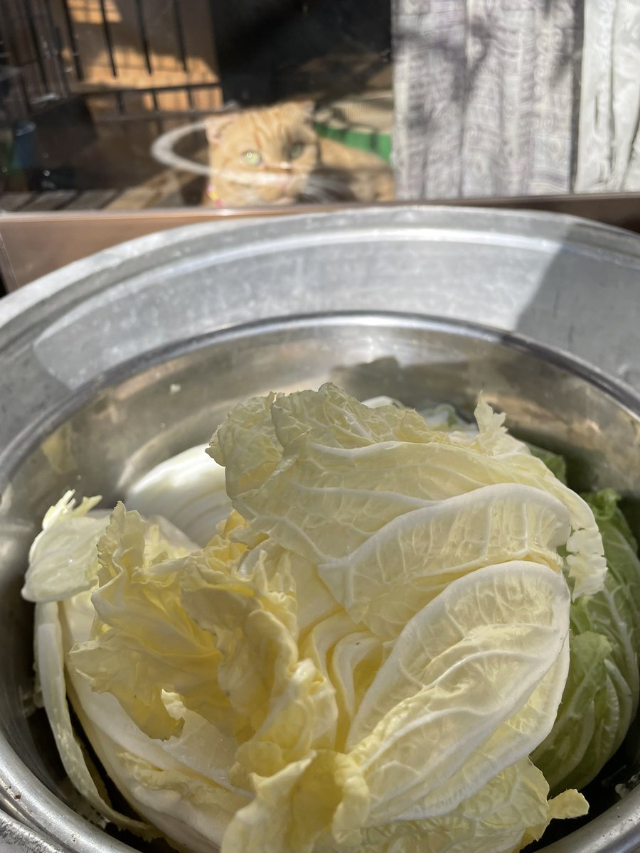 ginmozu's tweet image. 毎年年末に漬けるハズの白菜、今年は天候や白菜の出来のため年明けにズレ込んでしまいました。
今日の小春日和を逃すマジ！ #料理 #発酵 #漬け物