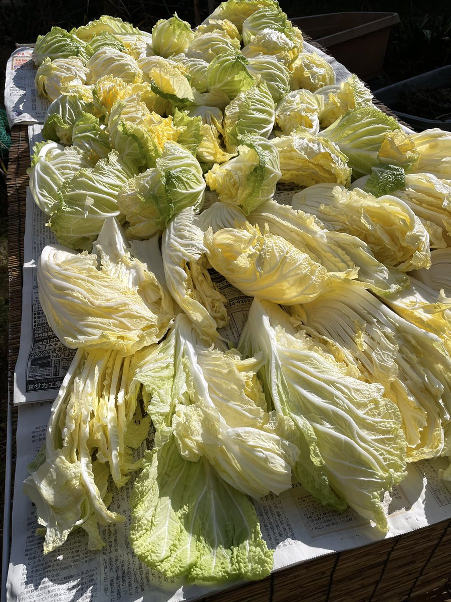 ginmozu's tweet image. 毎年年末に漬けるハズの白菜、今年は天候や白菜の出来のため年明けにズレ込んでしまいました。
今日の小春日和を逃すマジ！ #料理 #発酵 #漬け物