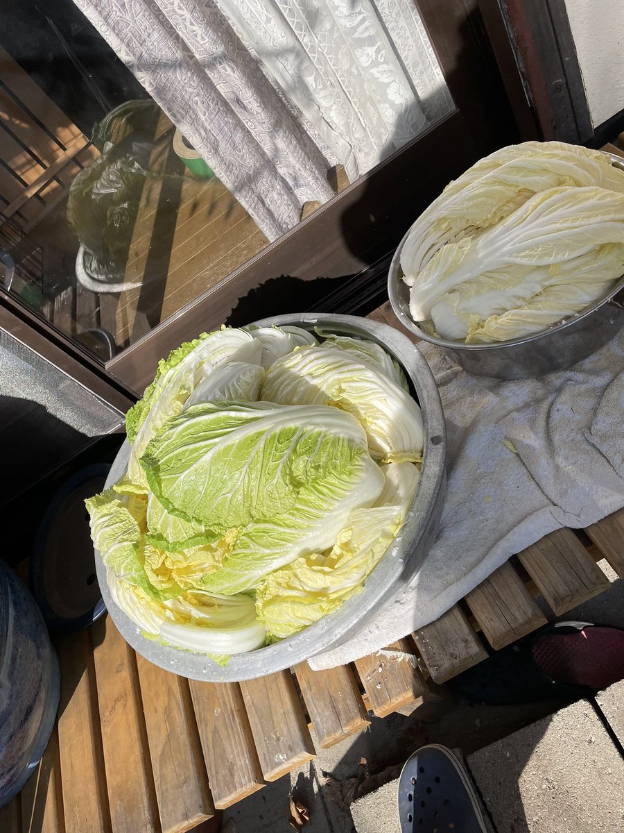 ginmozu's tweet image. 毎年年末に漬けるハズの白菜、今年は天候や白菜の出来のため年明けにズレ込んでしまいました。
今日の小春日和を逃すマジ！ #料理 #発酵 #漬け物