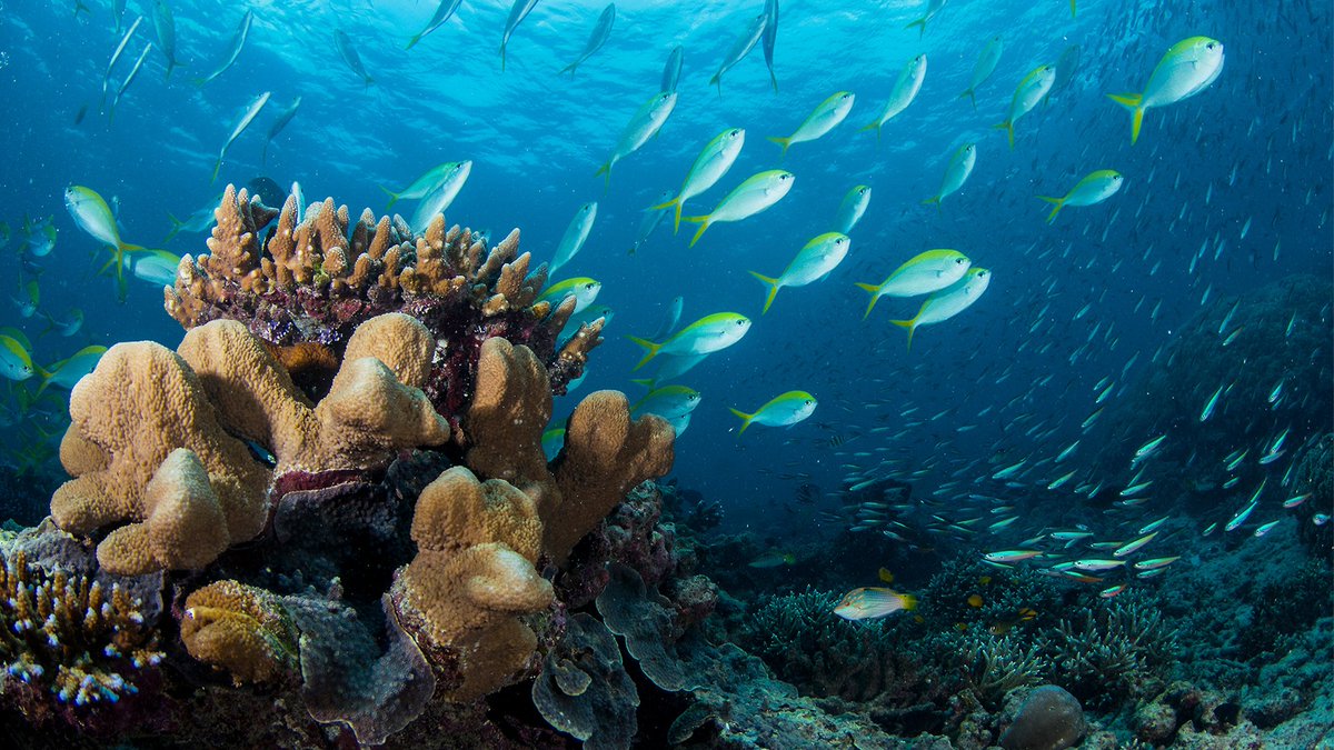 Edgard Rodriguez tweet media