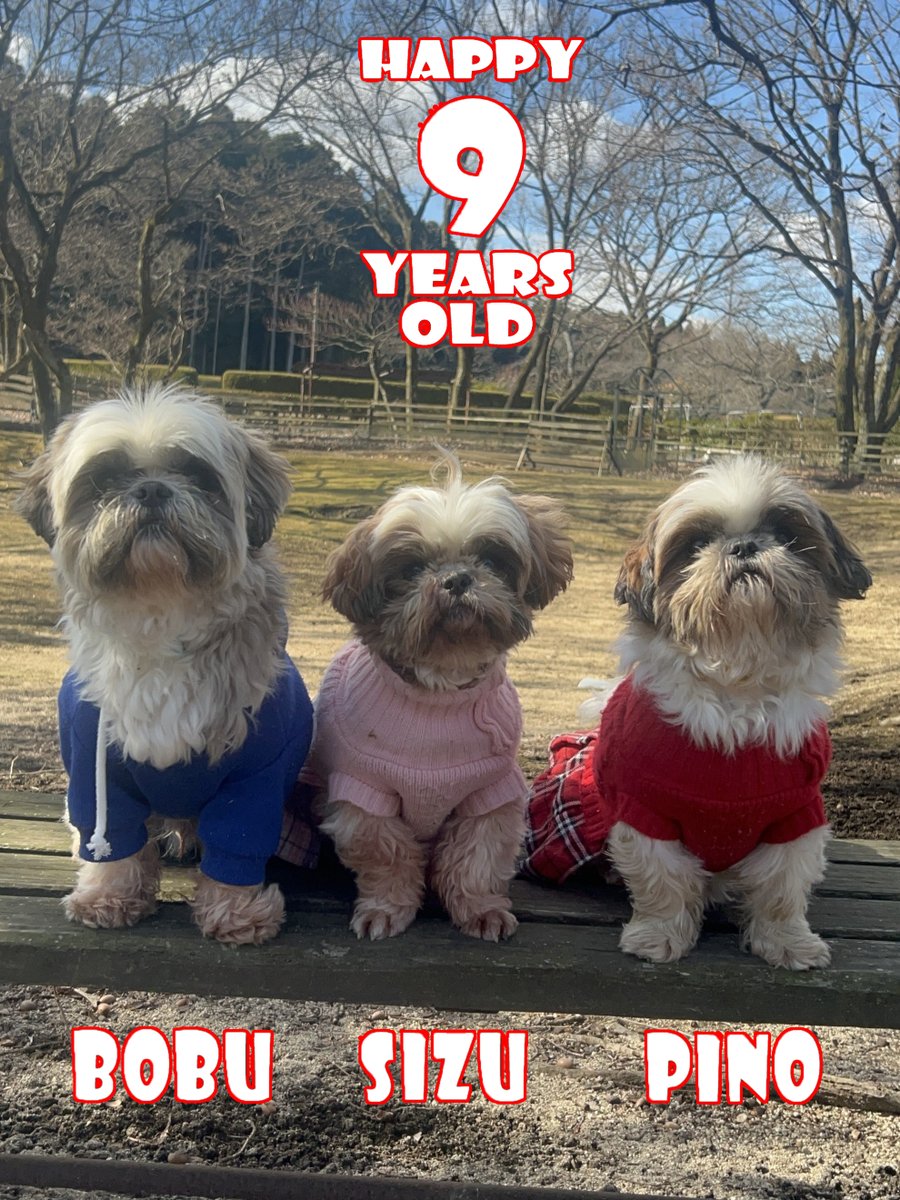 9歳になったボブ💙シズ💗ピノ❤️ ゆっくりな時間も増えてきたけど