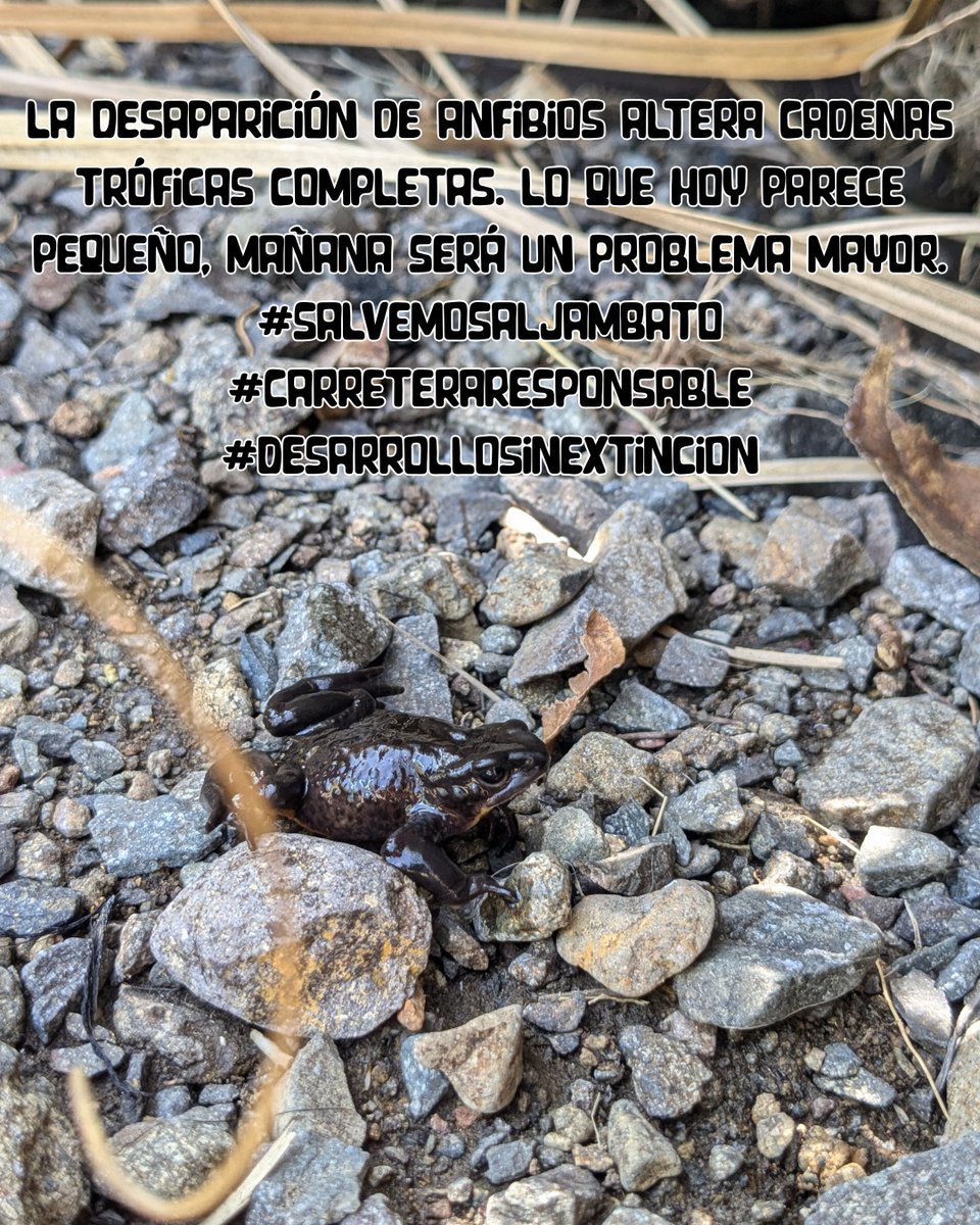 Nicole_Niiky25's tweet photo. El desarrollo vial necesita planificación basada en evidencia. Una carretera sin estudios de impacto ambiental no es progreso, es riesgo. @GADPCotopaxi @EcuadorMAE #SalvemosAlJambato #CarreteraResponsable #DesarrolloSinExtincion https://t.co/2nTGAeV6lY