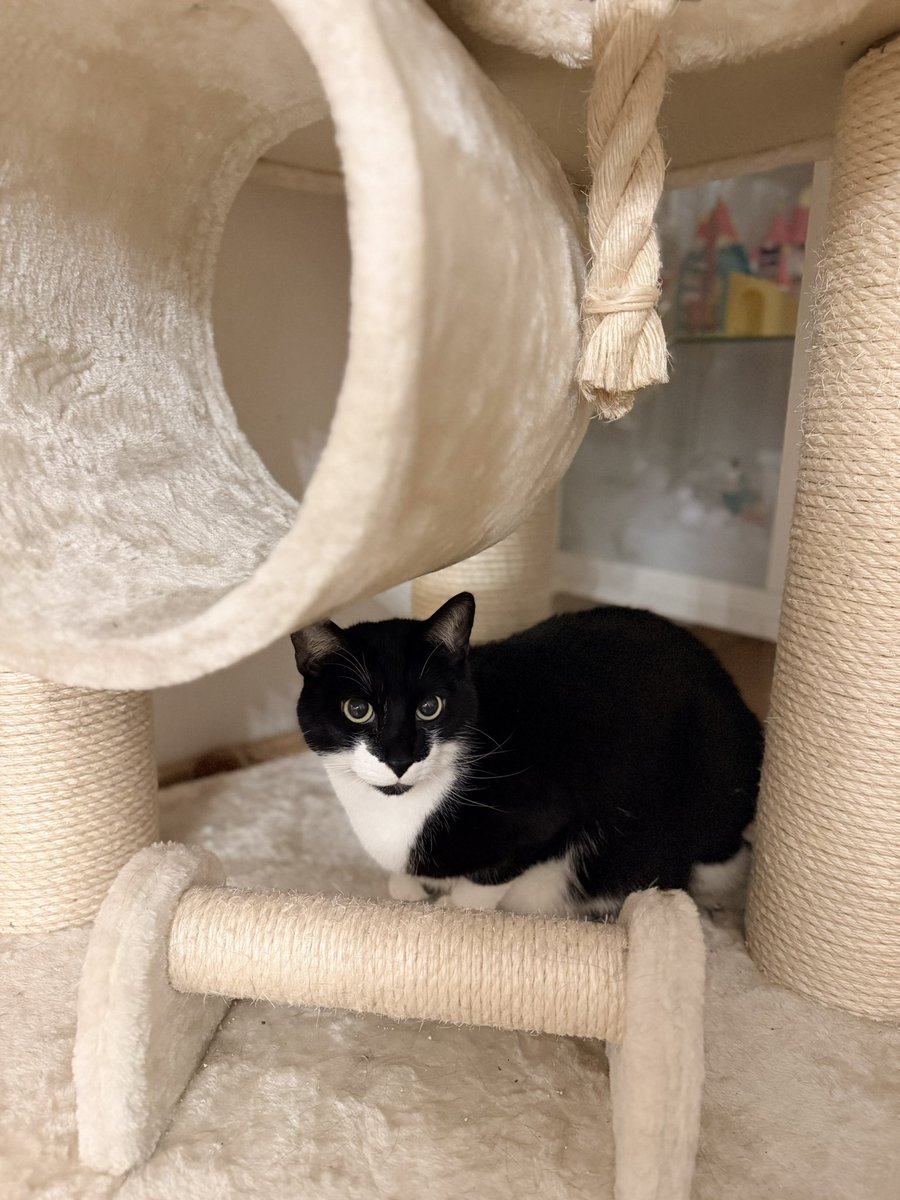 snurrbertline's tweet photo. it's like he knows when and how to pose
#catsoftwitter https://t.co/JQlJk08TQu