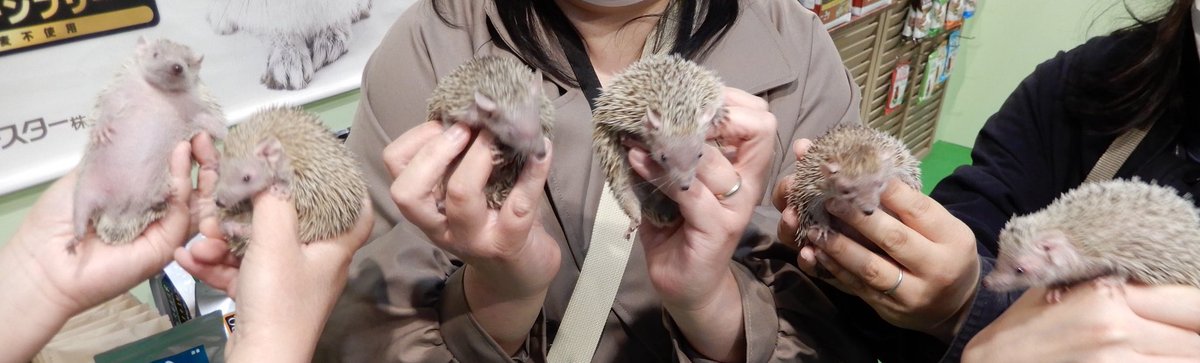 amourrinau's tweet image. 【INFO】
インターペットのチケット販売日

☆1日入場チケット🎫
2/24（火）12:00～先着
☆駐車場付き1日入場チケット🎫
2/2(月)12:00～15（日） 抽選

だそうですっ🦔

今年のヒメハリ魔法学校
皆さんの登校日は

★4/5（日）を予定しております✨

#ヒメハリ秘密結社 #ヒメハリ魔法学校 →