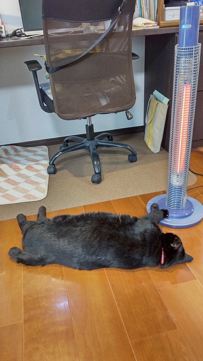 今、クロ。
あーねくぬく、シアワセ〜😊

#クロ10キロ
#愛猫