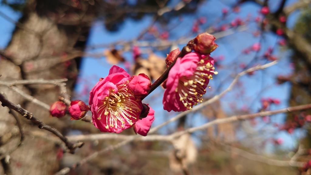 北野天満宮の早咲きの梅が咲き始めてます。
学問の神様・菅原道真を祀る北野さん、受験シーズンということもあって、たくさんの方がお参りに来られてます。

#北野天満宮
#梅
