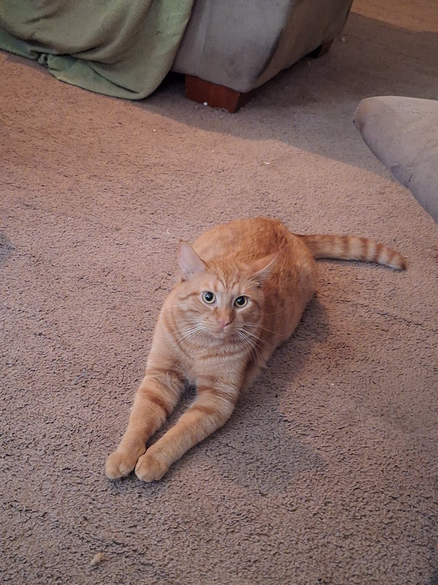 Hapsormi's tweet photo. @CottontailVA our orange boys kinda look alike (meet orion) https://t.co/Ov31aiefGn