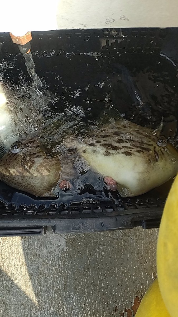現在カワハギ3、サンバソウ1