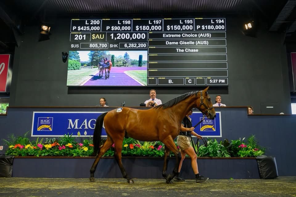 China Horse Club tweet media