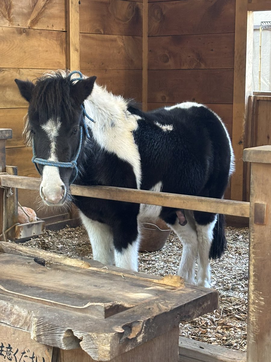 厄除け行ったし今年もばっちり！昨日元気に脱走した東風くんもいた。元気そうでした。