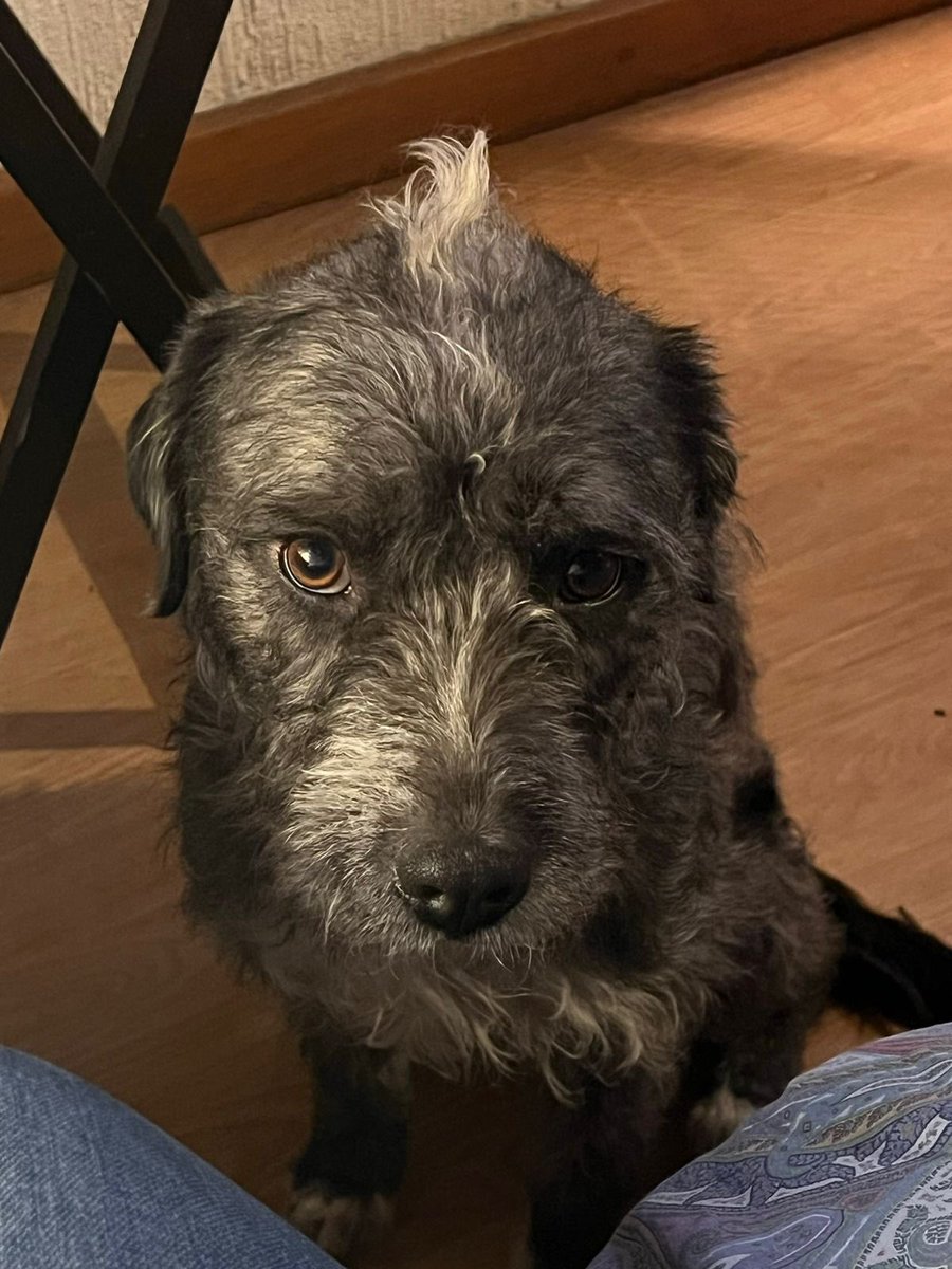 HELA_MORE's tweet image. Compartimos texto:

Hola 

Por favor si la ves, comunícate con nosotros. La sacaron de la casa y la aventaron en Tetela, en Cuernavaca ,se llama Chabela. No muerde, debe estar asustada. Por favor ayúdala a volver a casa 
Informes 5548338332