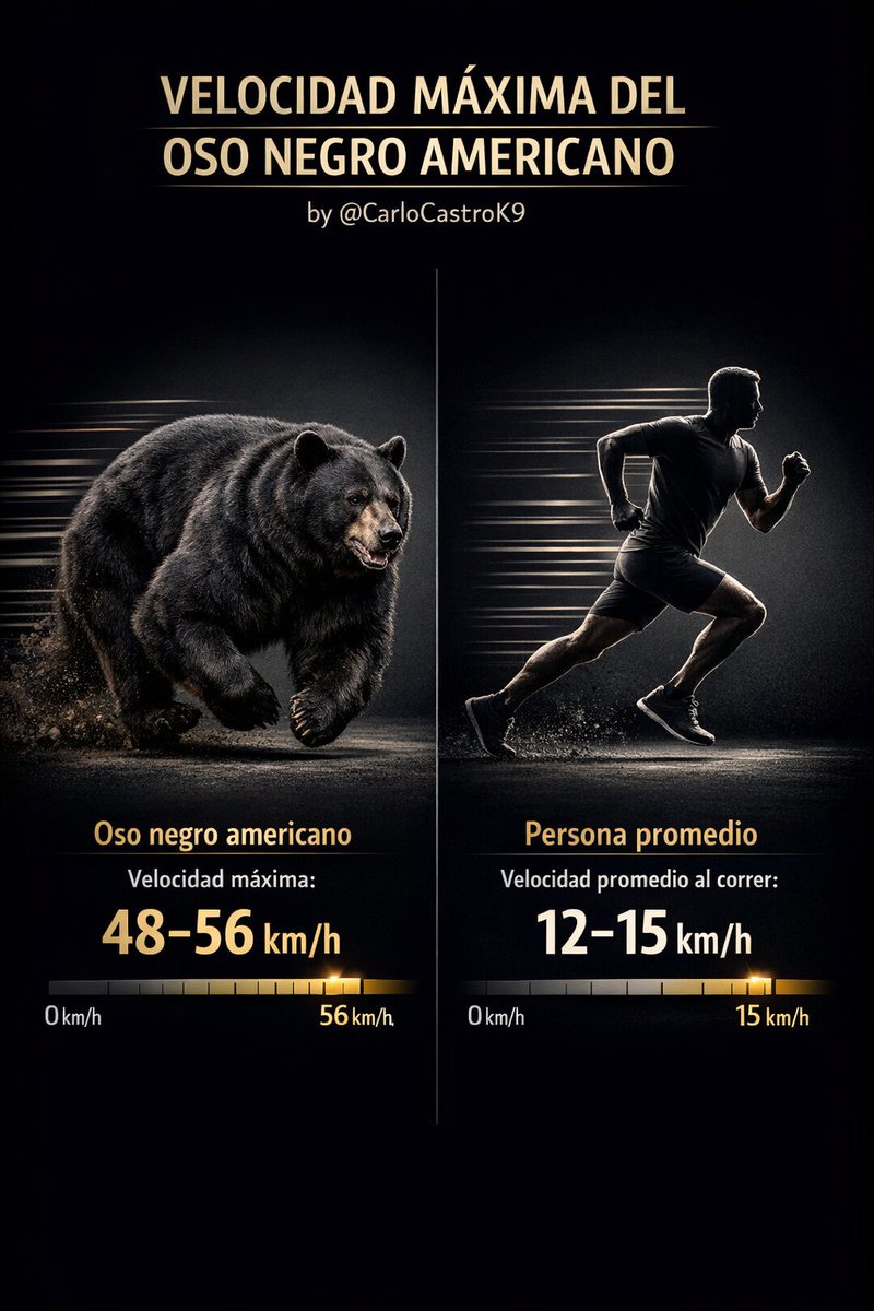 CarloCastroK9 tweet media